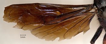 Media type: image;   Entomology 497 Aspect: wing